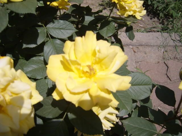rosechina072.jpg