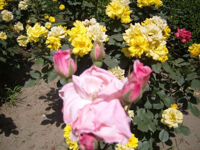 rosechina074.jpg