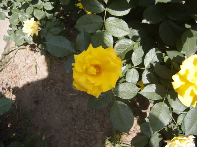 rosechina076.jpg