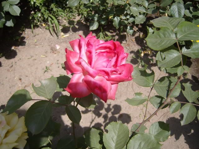 rosechina077.jpg