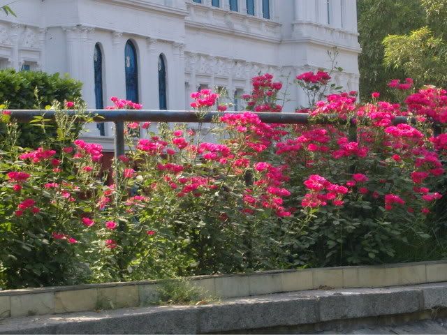 rosechina086.jpg