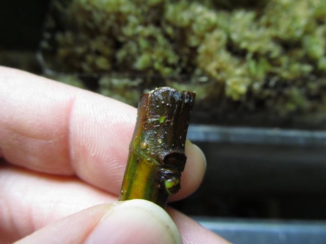 [IMG_3194_zpsa1a02c9f]