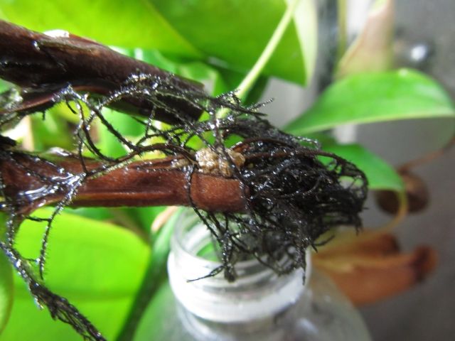 [IMG_3196_zps71a7c599]