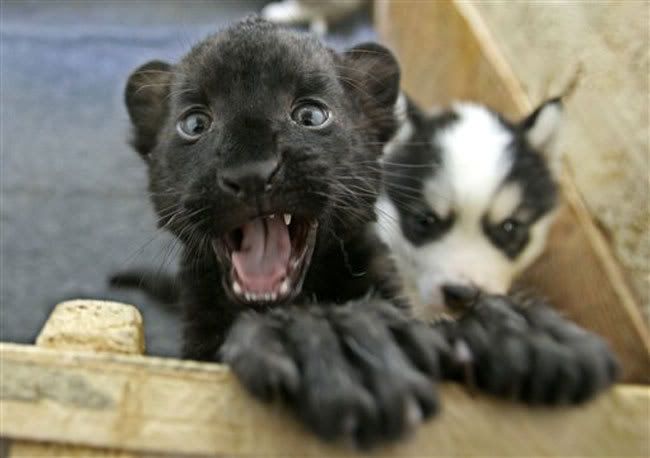 Baby Black Panther