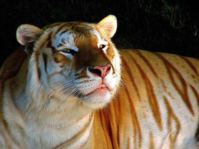 Golden Tabby Tiger Diet Wikipedia