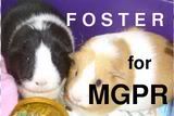 Foster for MGPR