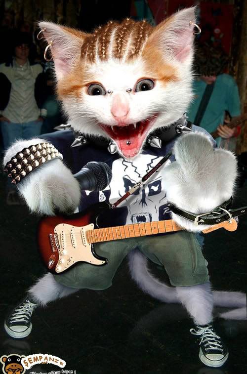 kedi.jpg
