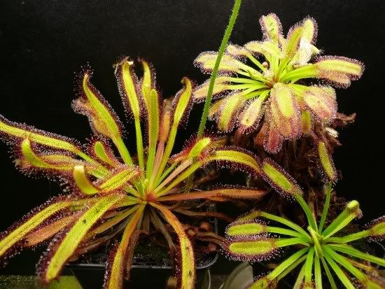 P1010452twocapensis.jpg