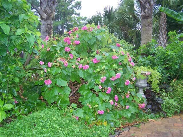 dombeya-seminole-pink-tropical-looking-plants-other-than-palms