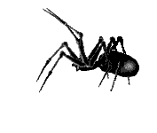 th_spider.gif
