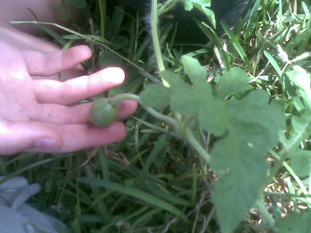 watermelon