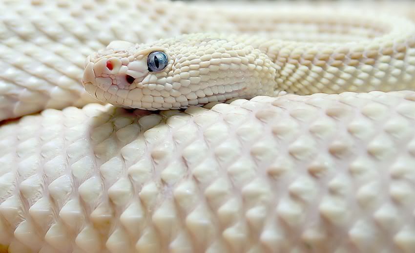 cobras cobras