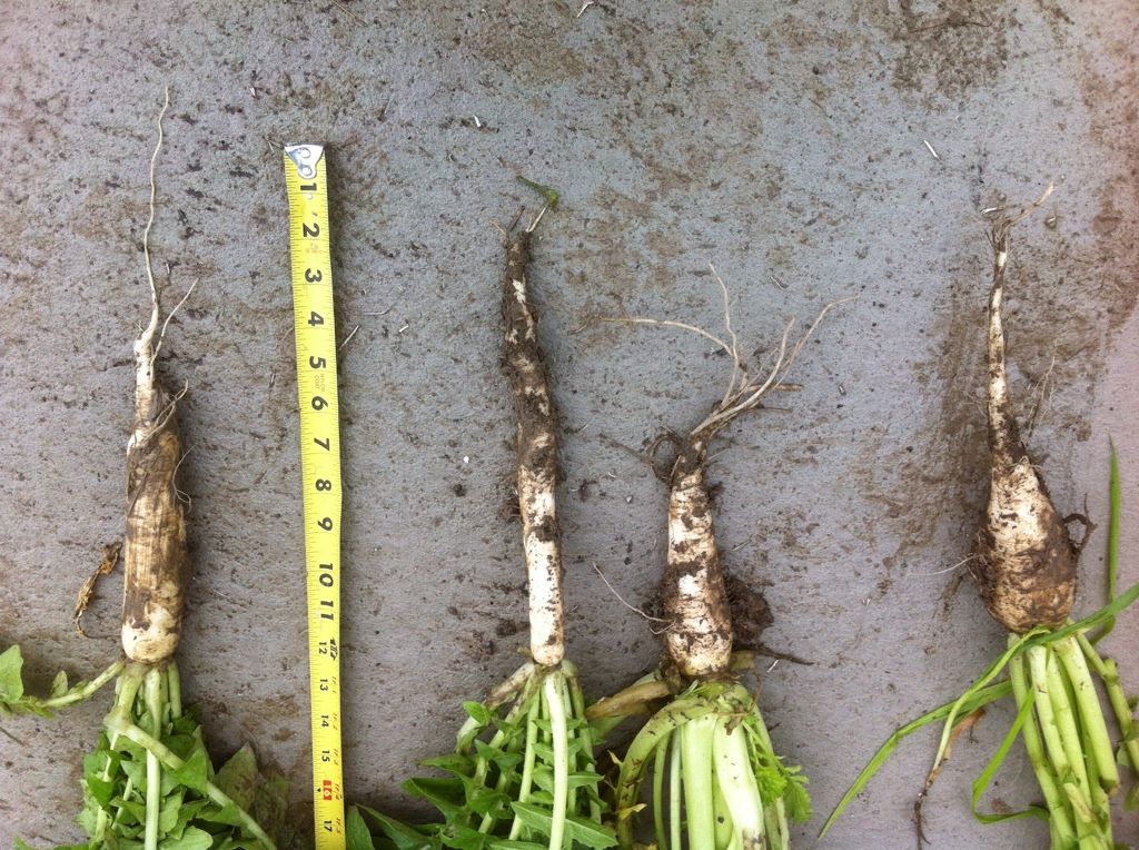 Tillage radish trials The Combine Forum