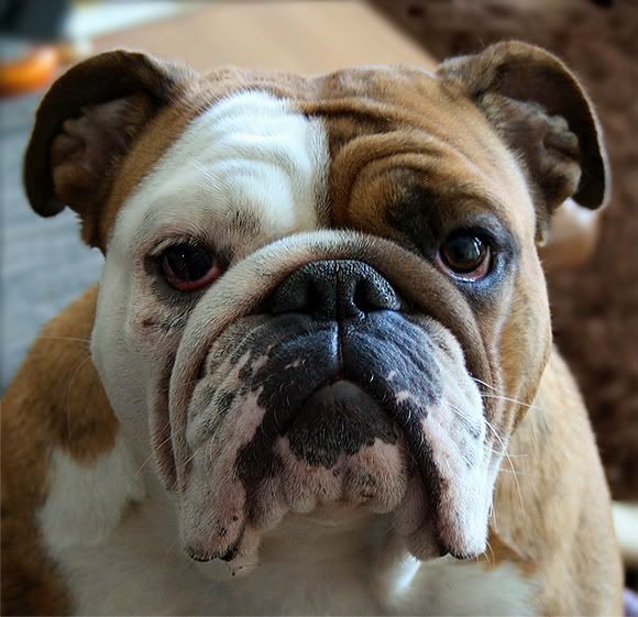 English bulldog photo: English Bulldog ELSA2.jpg