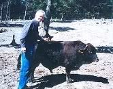 Sundogtoy_cattle_06.jpg