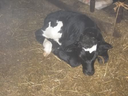 Straightsbullcalf.jpg