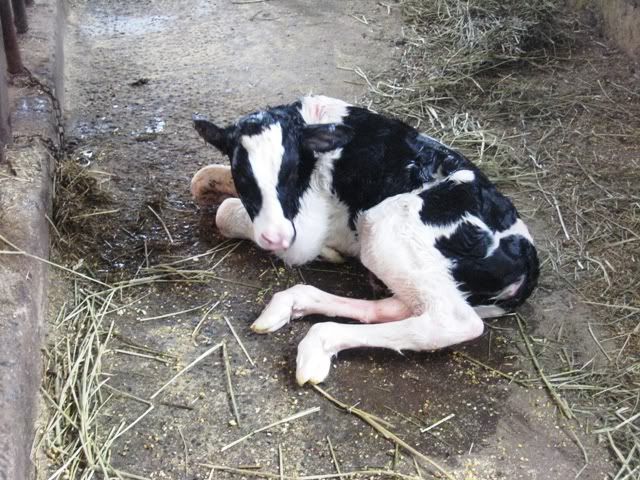 Unluckysheifercalf.jpg