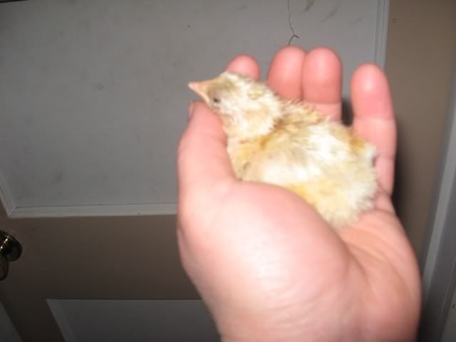 chick34-5-2009.jpg