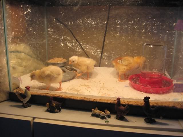 chicks5-10-09.jpg