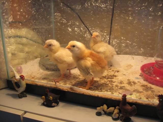 chicks5-11-2009.jpg