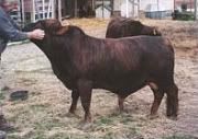 toy_cattle_42-sundog2.jpg