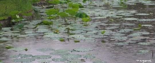 summer rain Pictures, Images and Photos