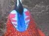Avatar do Utilizador