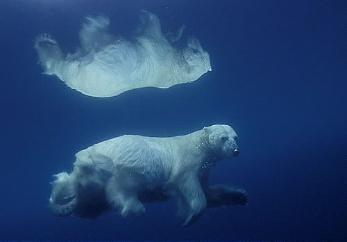 polar-bear-swimming-underwater22.jpg