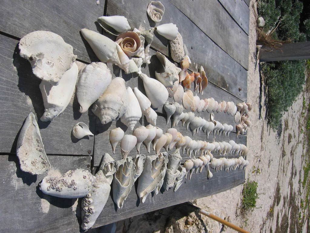 IMG_3834.jpg shells image by mmaggiora
