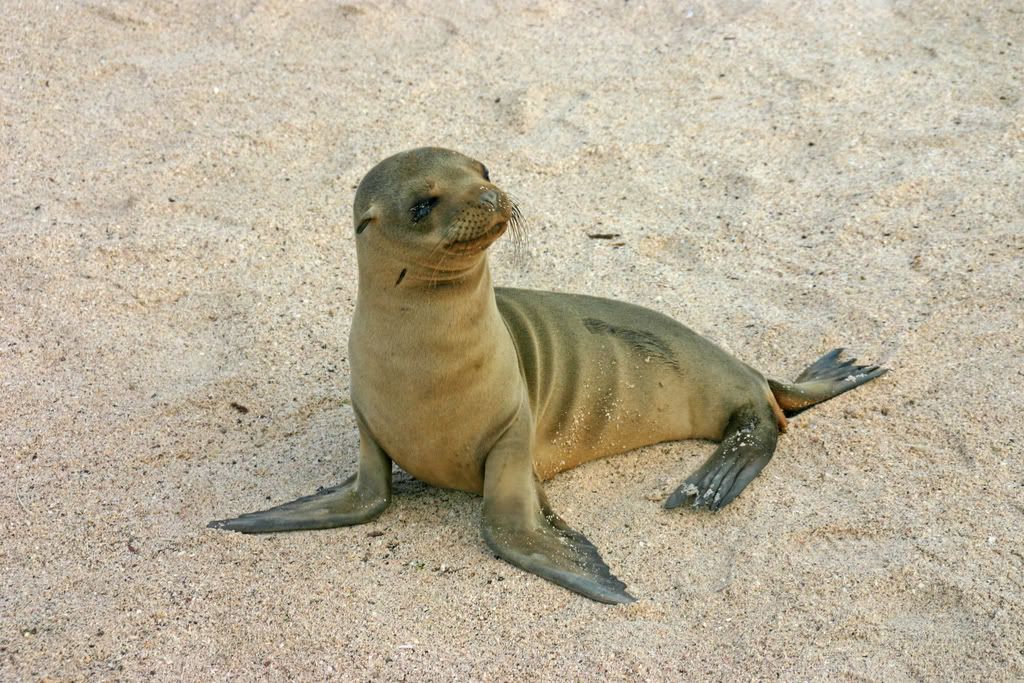 Baby Sea Lion Pictures, Images and Photos