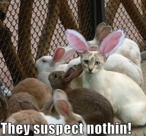 funny-pictures-cat-disguised-rabbit.jpg