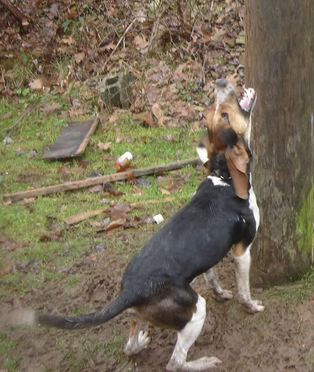 Ukc forums coonhound classifieds