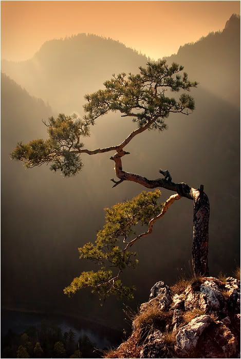 Picture of tree and mountain