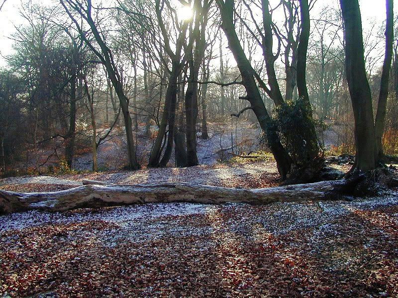 Some of my photos of Epping Forest in autumn and winter, taken when we used 