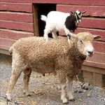  photo SheepwithGoat.jpg