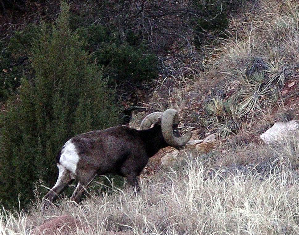 BighornSheep12.jpg