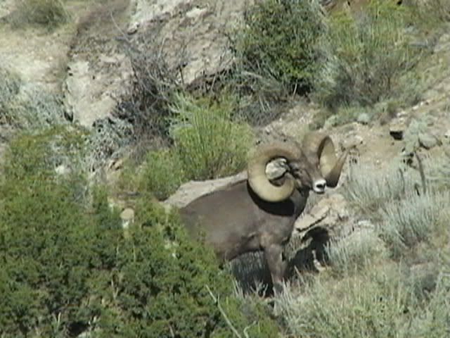 BighornSheep5.jpg