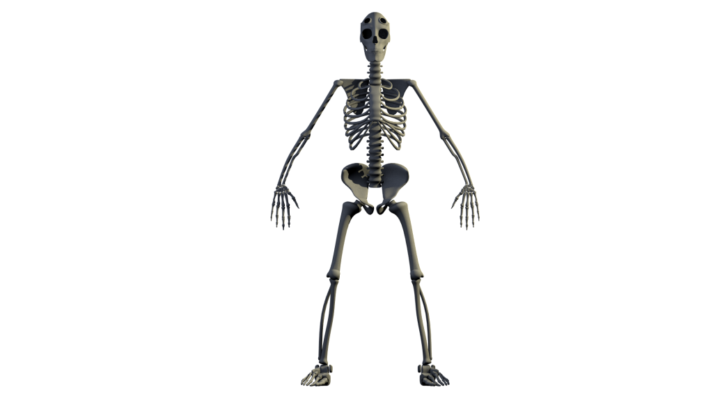 Skeleton2.png
