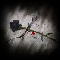 dead rose Pictures, Images and Photos