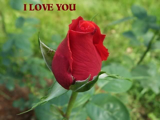 loverose Pictures, Images and Photos