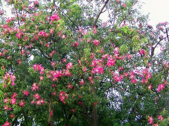 100_5126.jpg