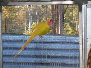 hand-rearing parrots and other birds