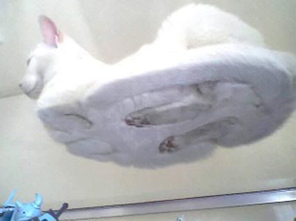 hover kitty