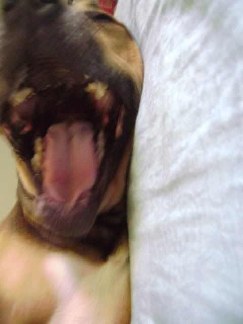 Pitbullsleep002.jpg Good morning sunshine! image by Eschwein