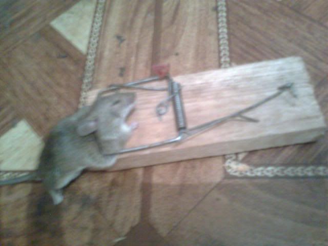 вечер начался чудесно! 