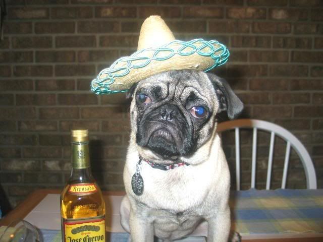 Party Pug