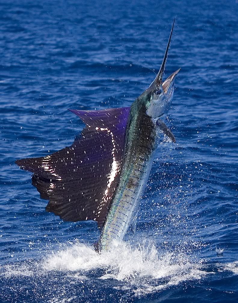 sailfish-photo-by-dustylee3-photobucket