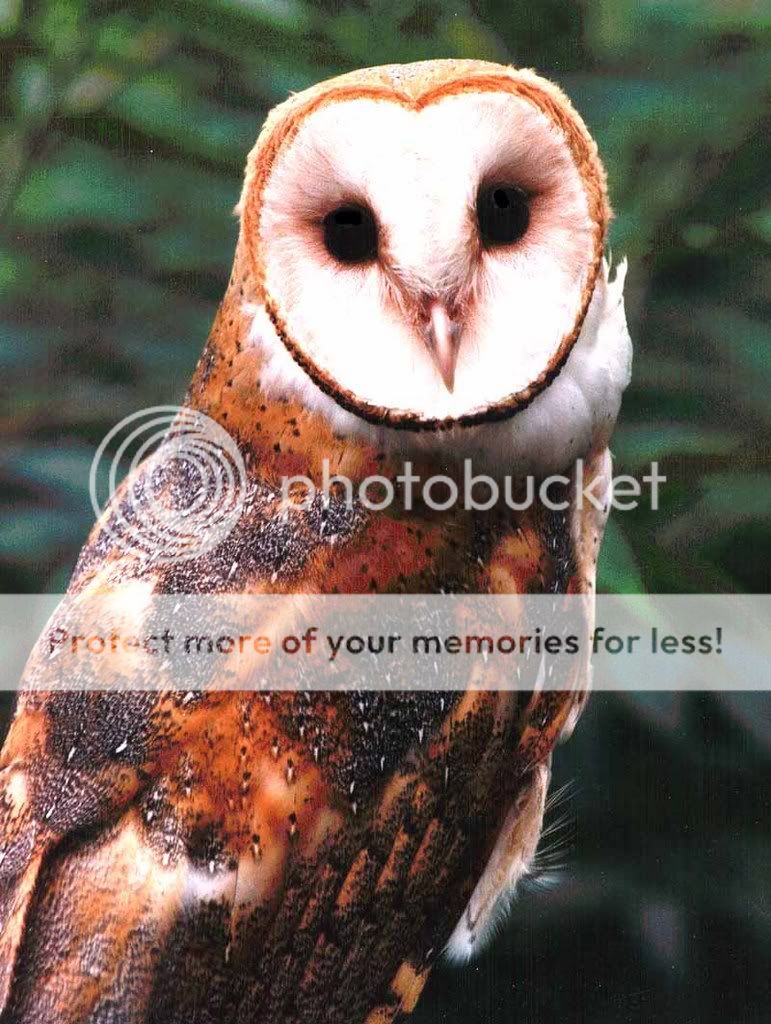 Beautiful Barn Owl Pictures, Images and Photos