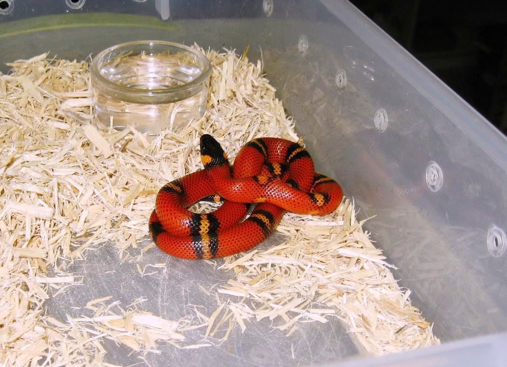 tri color milksnake