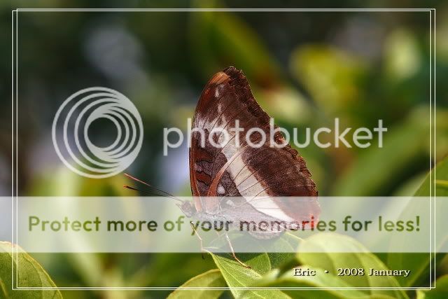 07&nbsp;&nbsp;丫纹俳蛱蝶